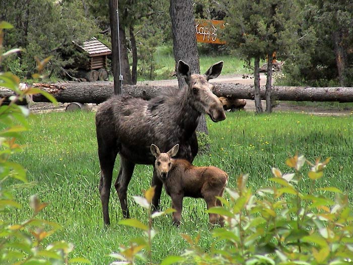 ElephantHeadLodge-Cow-Calf-Moose_courtesy_700v A cow moose with her calf at Elephant Head Lodge near Yellowstone