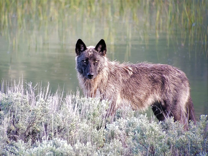 InOurNature-GrayWolf_CaraMcGary_courtesy_1000 Gray Wolf in Yellowstone