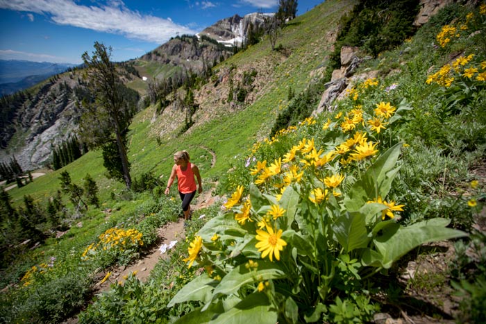 JacksonHoleMR-CasperRidgeLoop-hiker_courtesy_700 Casper Ridge Loop Trail in Jackson Hole Mountain Resort