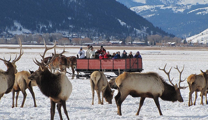 elk refuge tours jackson hole