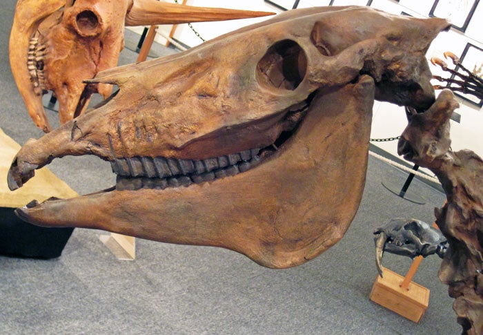 Pocatello-IdahoMuseumNaturalH-2_FlickrJamesStJohn_700 Dinosaur head at the Idaho Museum of National History