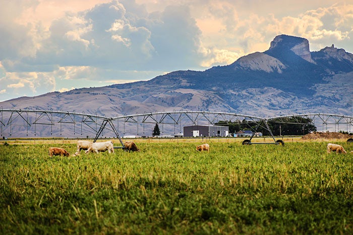 Powell-Agriculture_StaceyAtkinson_courtesy_700 Field irrigation and cattle on a farm in Powell, Wyo.