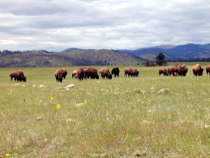 Bison herd at Wind Cave National Park in South Dakota