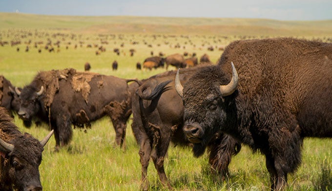 WY-Durham-Buffal-Ranch-_GilletteCampbellCounty_680 Bison herd at the Durham Bison Ranch near Wright, Wyo. Photo courtesy of Campbell County