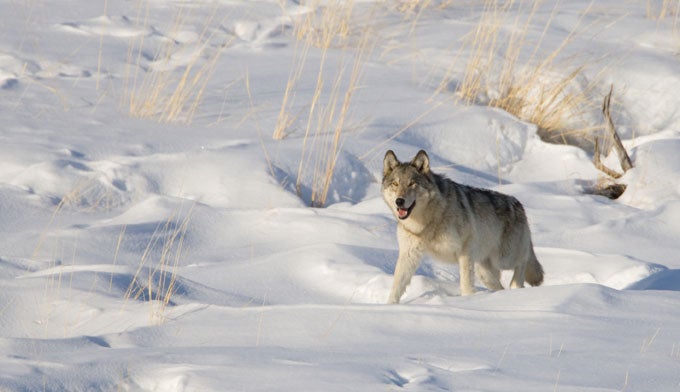 Yellowstone grey wolf in the snow Yellowstone grey wolf in the snow