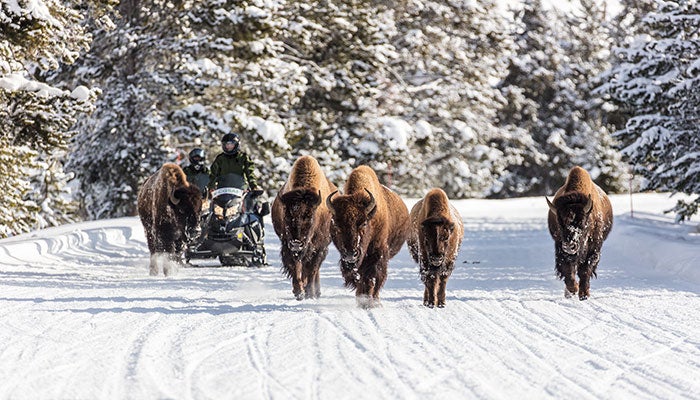 YS-Snowmobiles-bison_NPSJacobWFrank_700 Snowmobiles passing bison on a road in Yellowstone