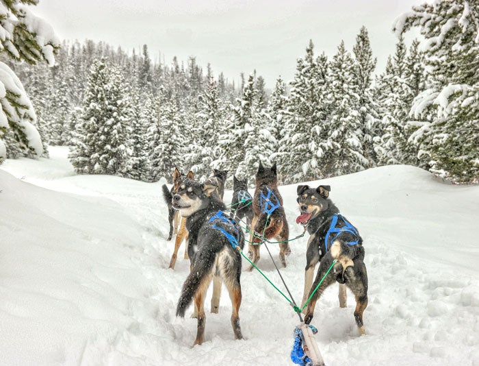 YSCountry-SpiritOfTheNorthDogSledAdventures2_JeffBogle_courtesy_700 Spirit of the North Dog Sled Adventures