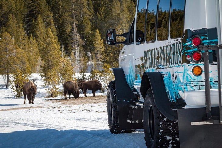 Watching bison on a snowcoach tour with Scenic Safaris
