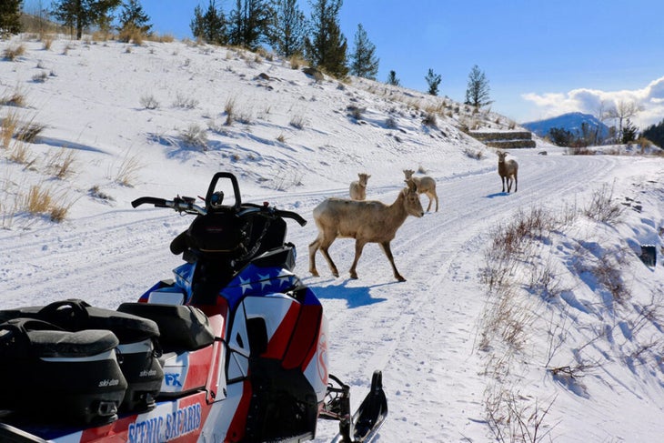 Watching bighorn sheep on a snowmobile tour with Scenic Safaris