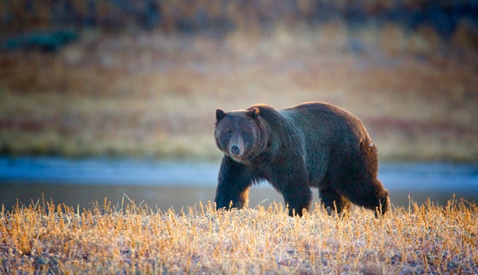 Bear-Grizzly-68 Grizzly Bear