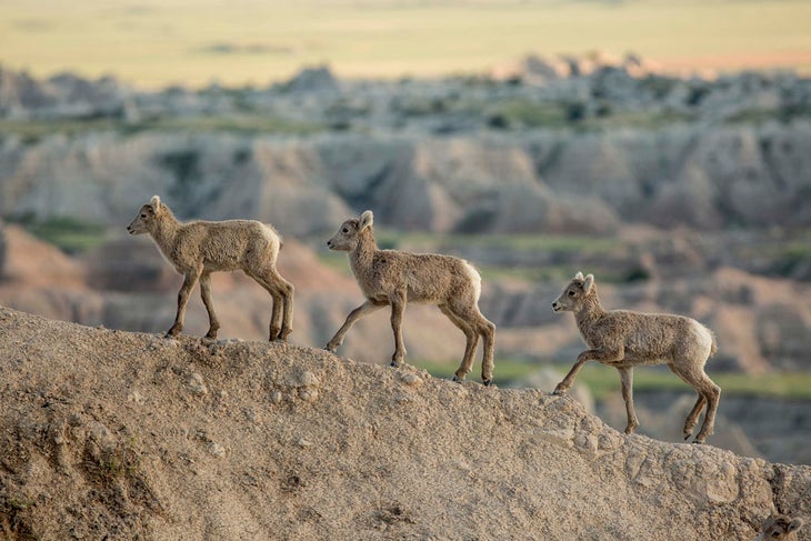 Bighorn lambs in Badlands National Park