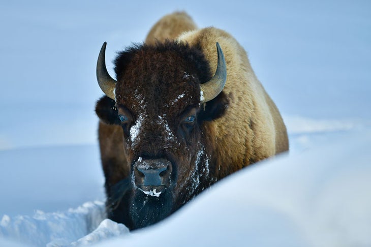 Half buried, a lonesome Bison plow slowly to cross Yellowstone snowy landscape. Taken before sunrise in the middle of a brutal winter.