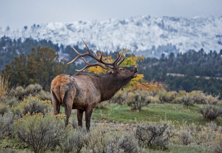 Elk-Bugle-YS_TamMichaelWaller_800 Yellowstone National Park, Early Morning Elk Bugle by Michael Waller