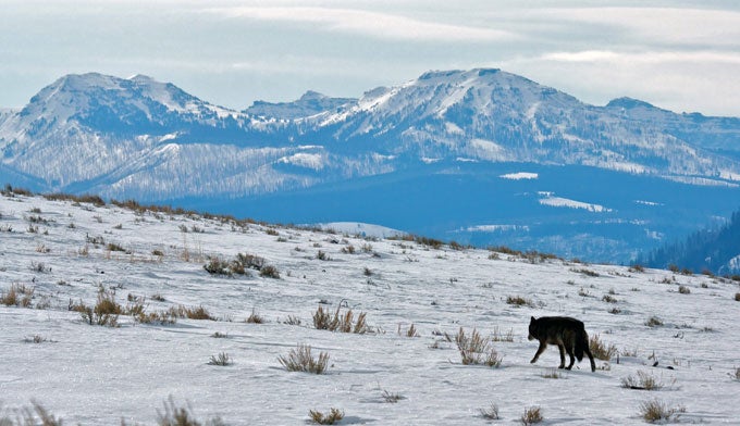 yellowstone-wolf-numbers yellowstone-wolf-numbers