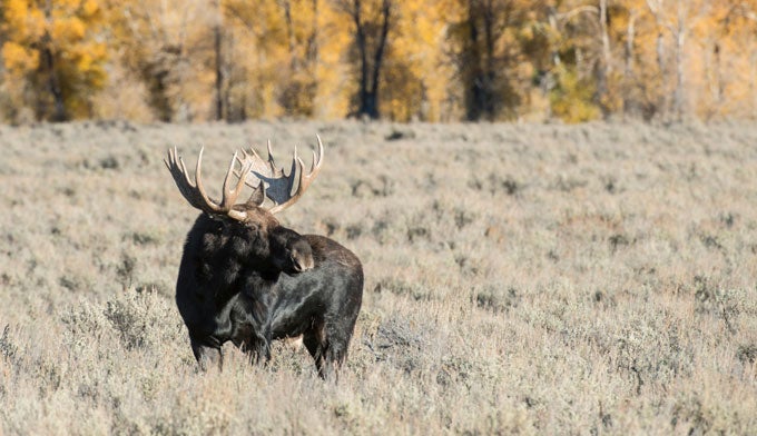 yellowstone_moose_killed_022018882 Moose in Yellowstone