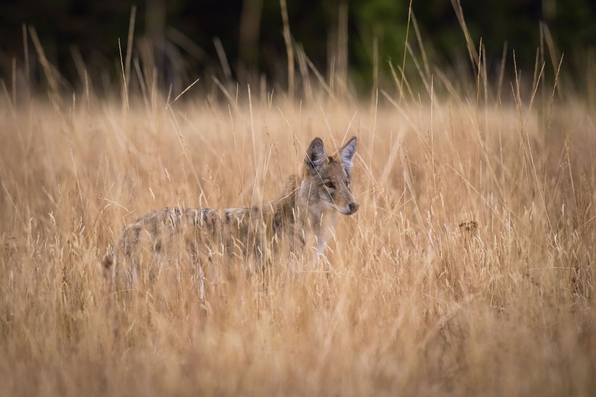 Coyote hunting for mice in the tall grass - Yellowstone National Park