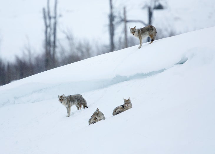 Coyotes in Lamar Valley in Yellowstone