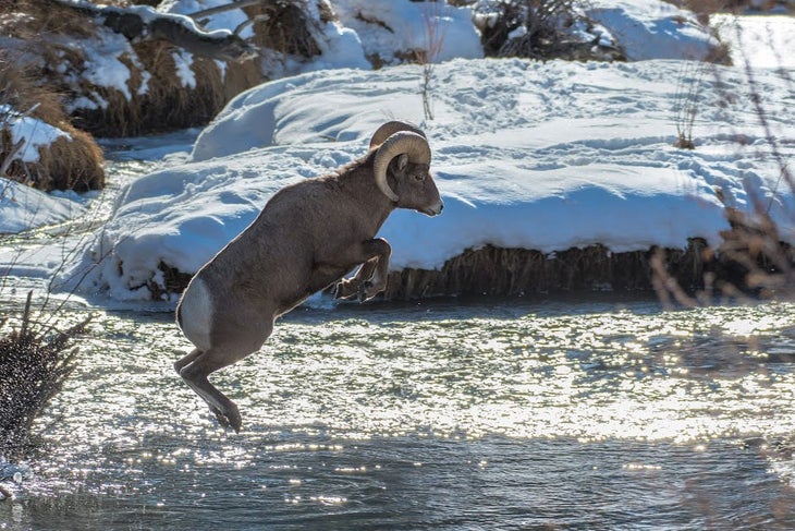 Bighorn sheep near Dubois, Wyoming