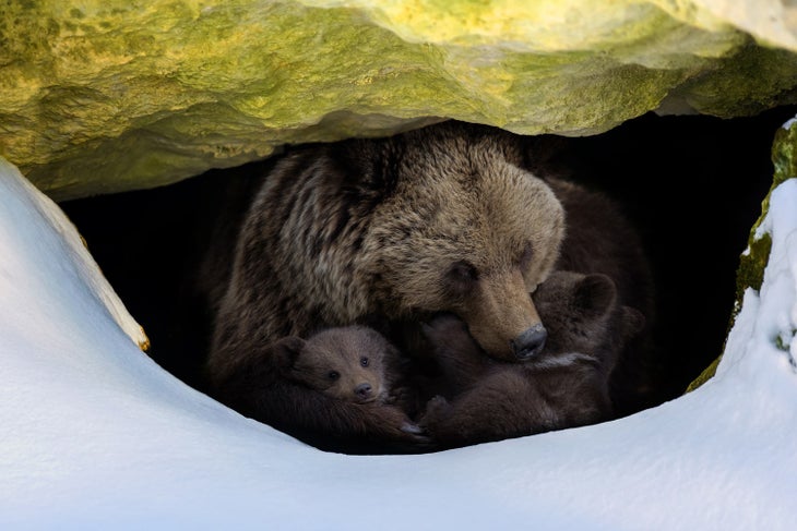 Bear with her cubs in a den