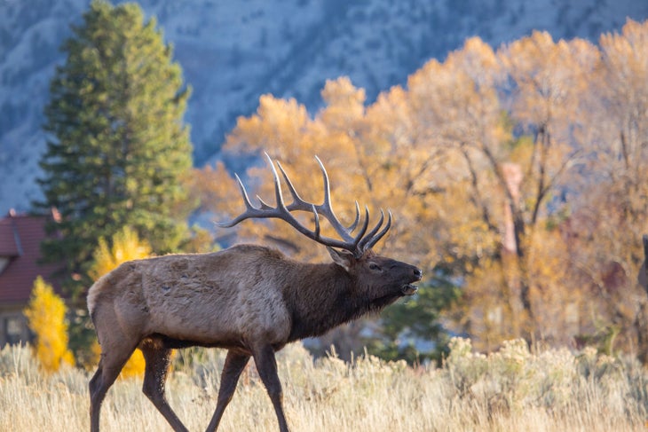 Bull elk bugles in autumn near Yellowstone's Mammoth Hot Springs