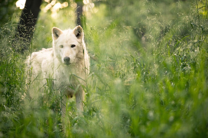 Wolf at Zoo Montana in Billings
