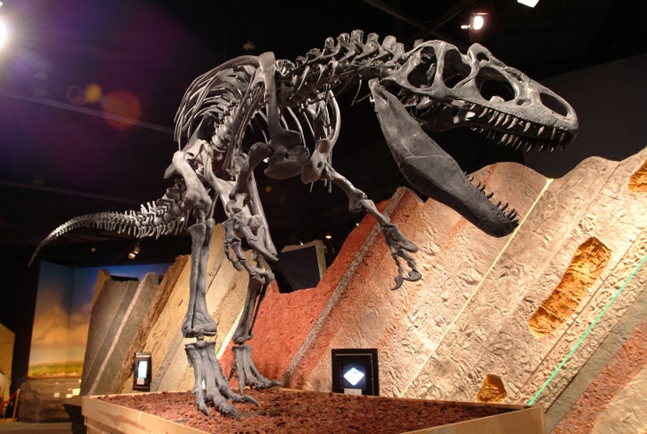 A dinosaur exhibit at the Journey Museum