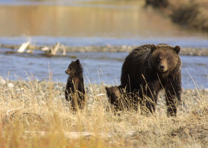 Grizzly bear and two cubs in Yellowstone