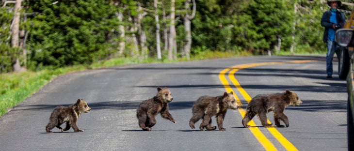 Four bear cubs crossing the road in Grand Teton National Park