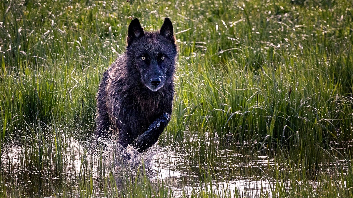 1995 Reintroduction of Wolves in Yellowstone