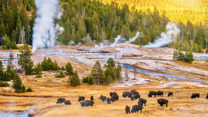 Bison grazing in Yellowstone's Upper Geyser Basin
