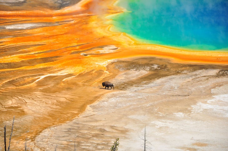 A lone bison at Yellowstone’s Grand Prismatic