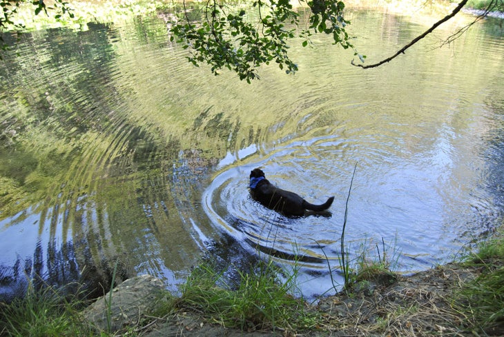 McKenzie's fateful swim