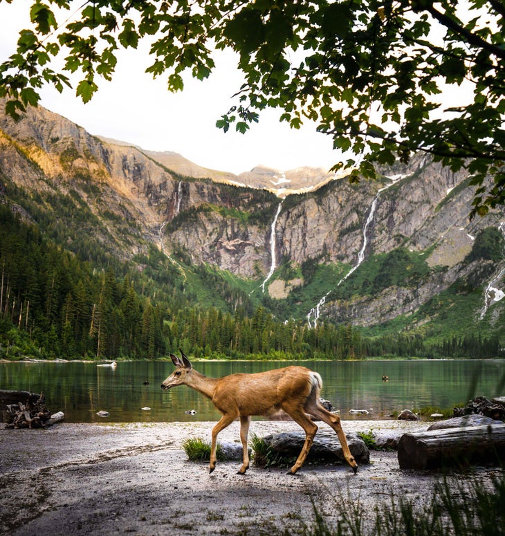 Deer at Avalanche Lake in Glacier National Park