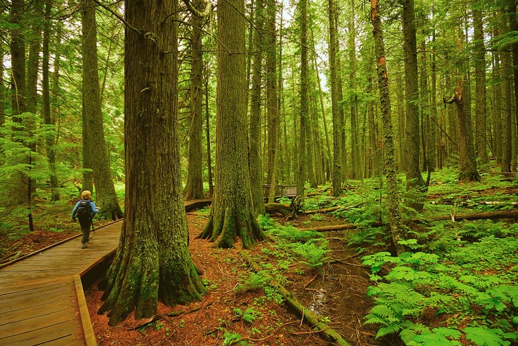 Trail of the Cedars in Glacier National Park