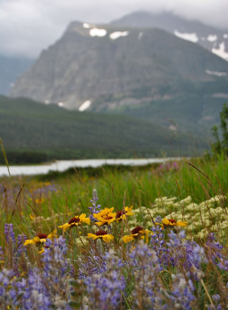 Wildflowers in East Glacier