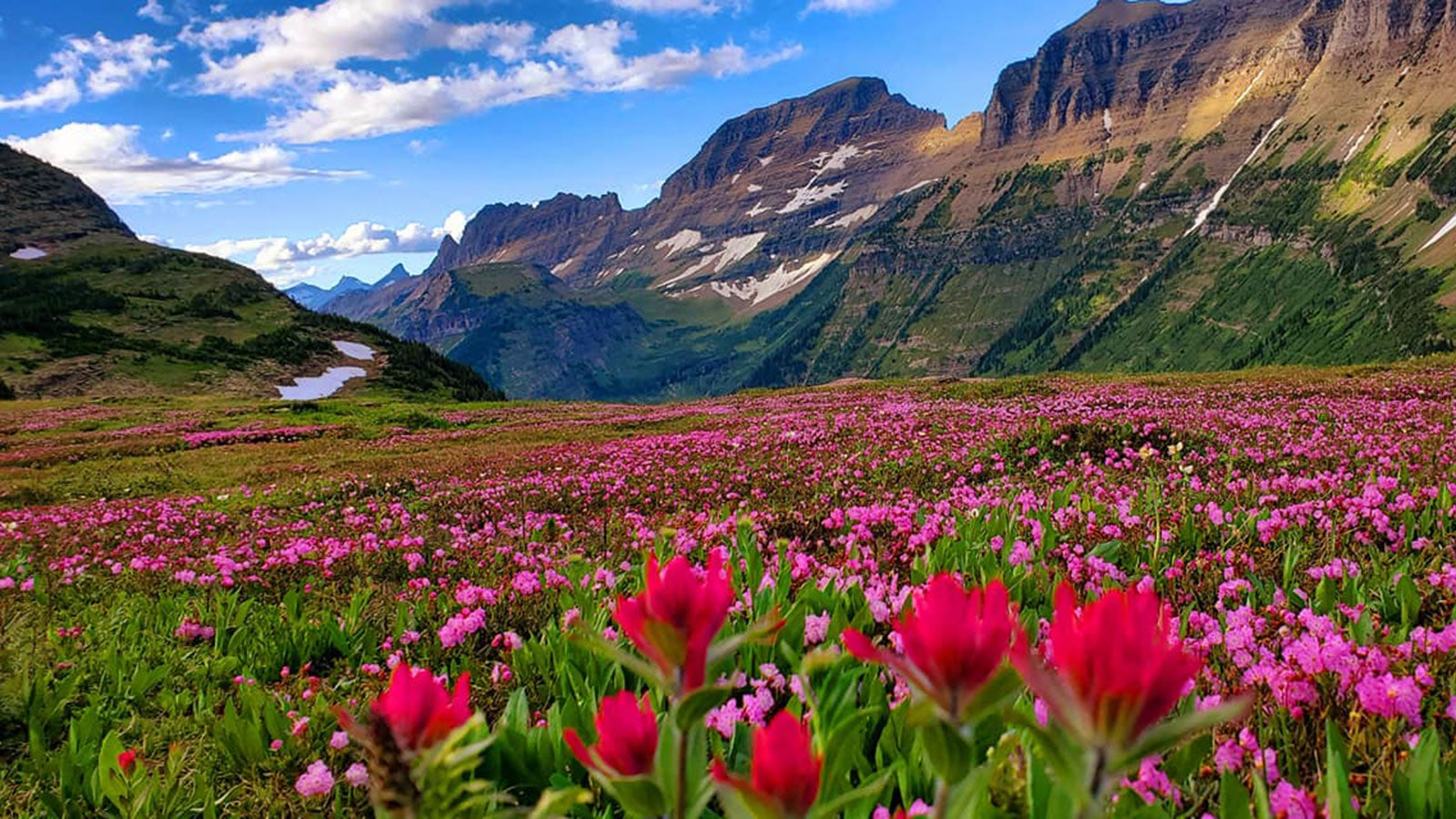 Wildflowers in Glacier National Park