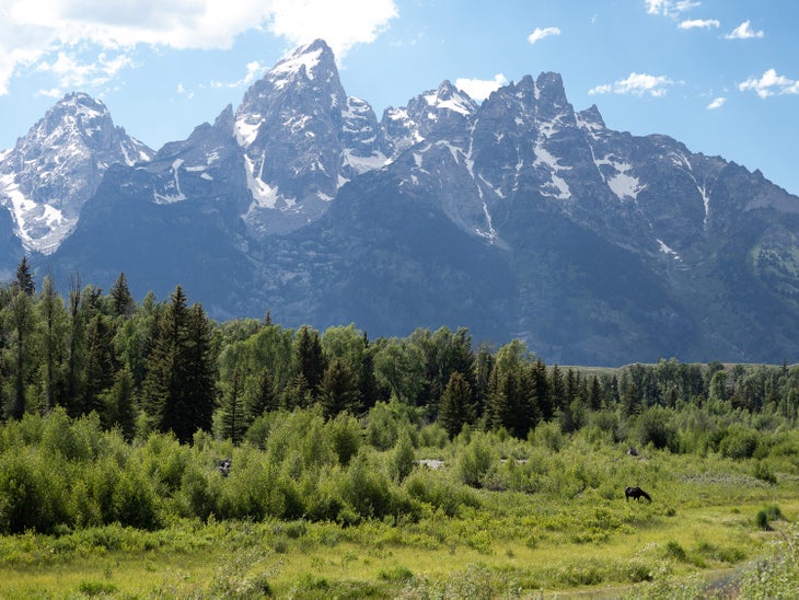 A moose grazes under the peaks of the Tetons