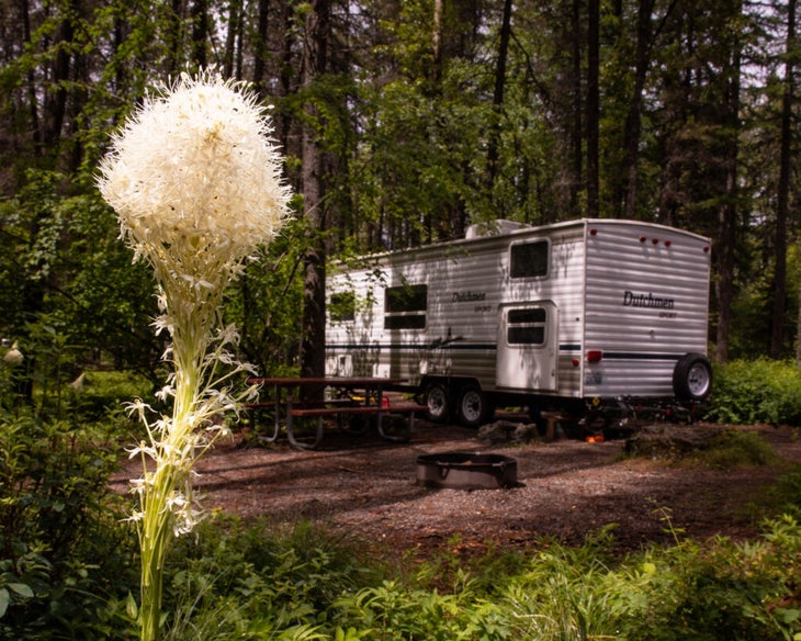 Beargrass blooms at Apgar Campground in Glacier National Park