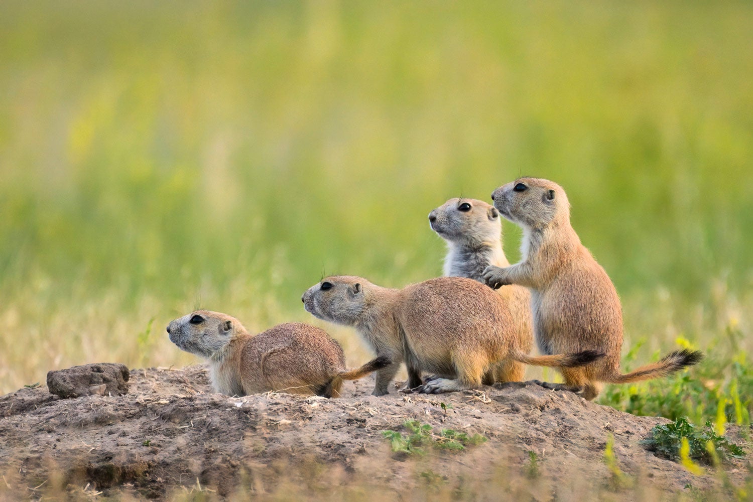 Blacktailed Prairie Dogs at Roberts Prairie Dog Town in Badlands