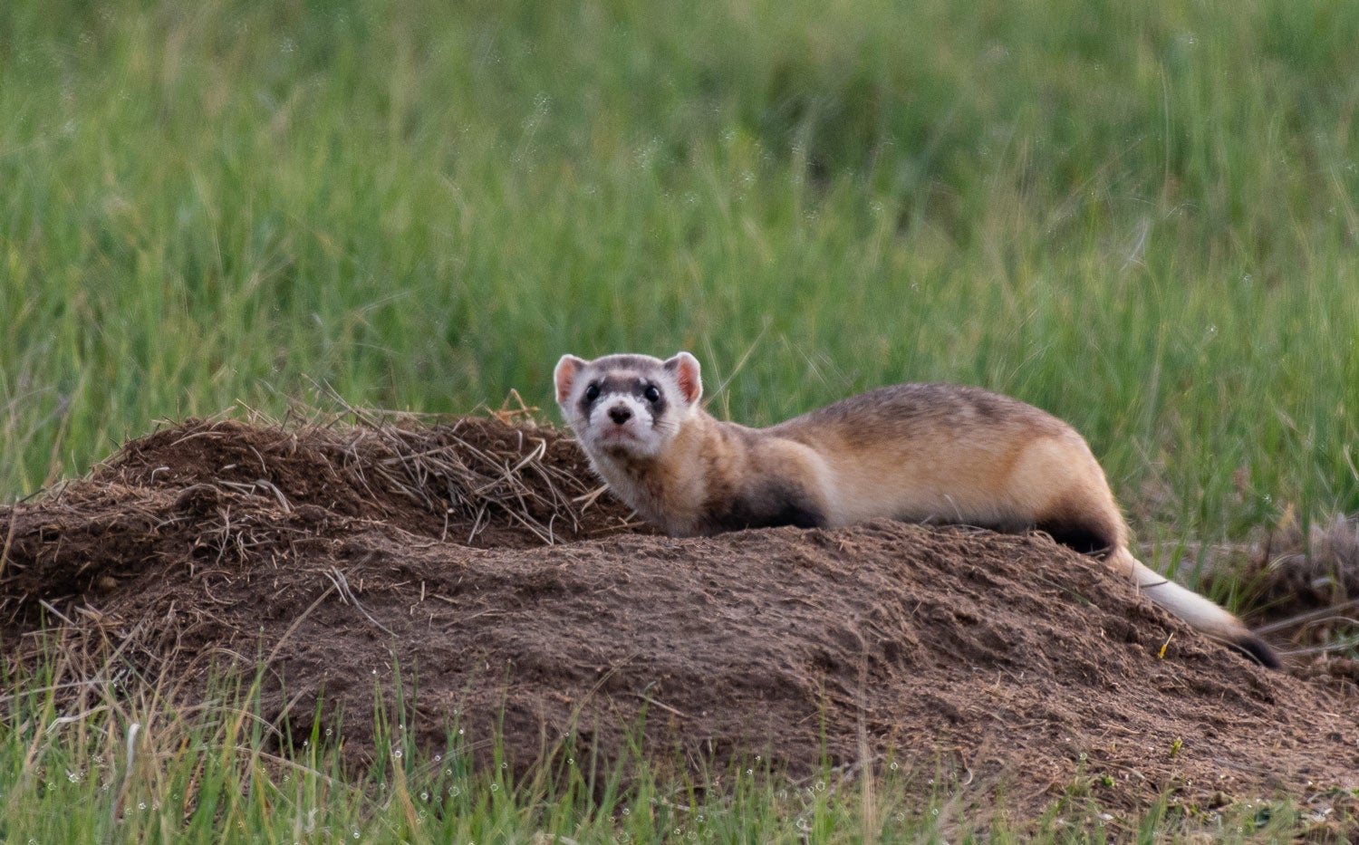 Blackfooted ferret Yellowstone National Park